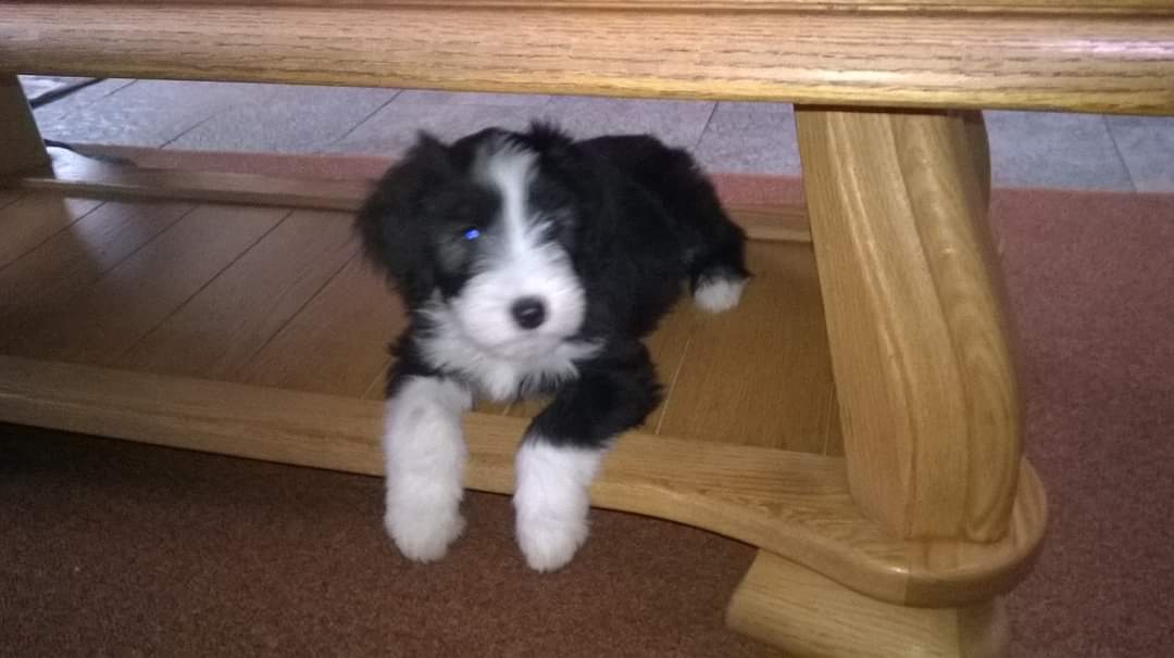 puppy onder salontafel